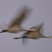 Sandhill Crane